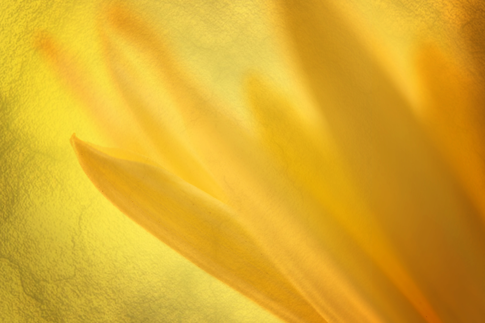 Canon EF 50mm F2.5 Macro sample photo. First light of the sun photography