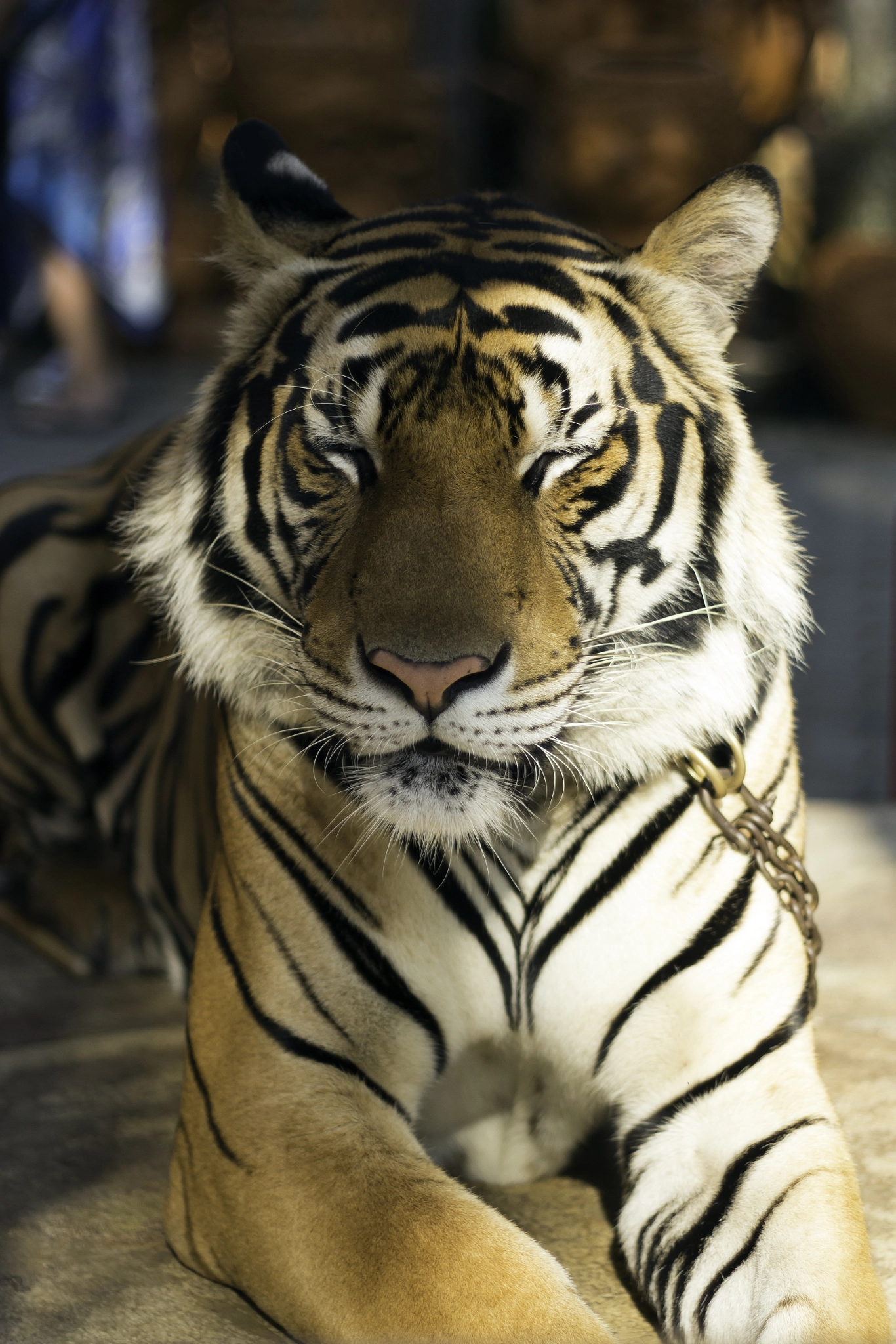 Canon EOS 650D (EOS Rebel T4i / EOS Kiss X6i) + Canon EF 50mm F1.8 II sample photo. Behavior of the tiger photography