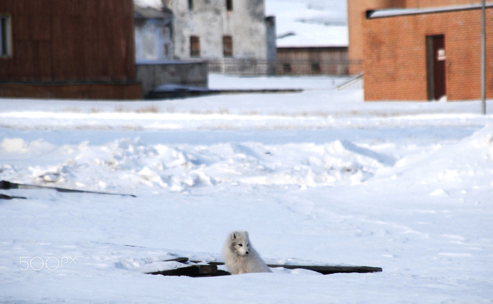 Nikon D80 + Sigma 18-200mm F3.5-6.3 DC sample photo. Arctic fox in pyramiden svalbard photography