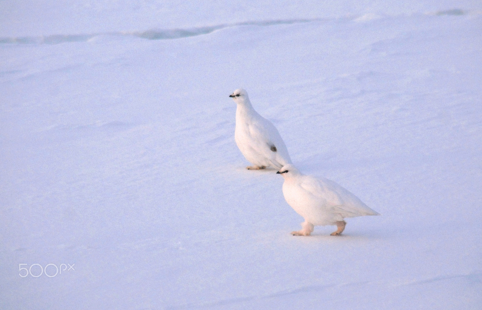 Nikon D80 + Sigma 18-200mm F3.5-6.3 DC sample photo. Arctic ptarmigan in winter feather photography