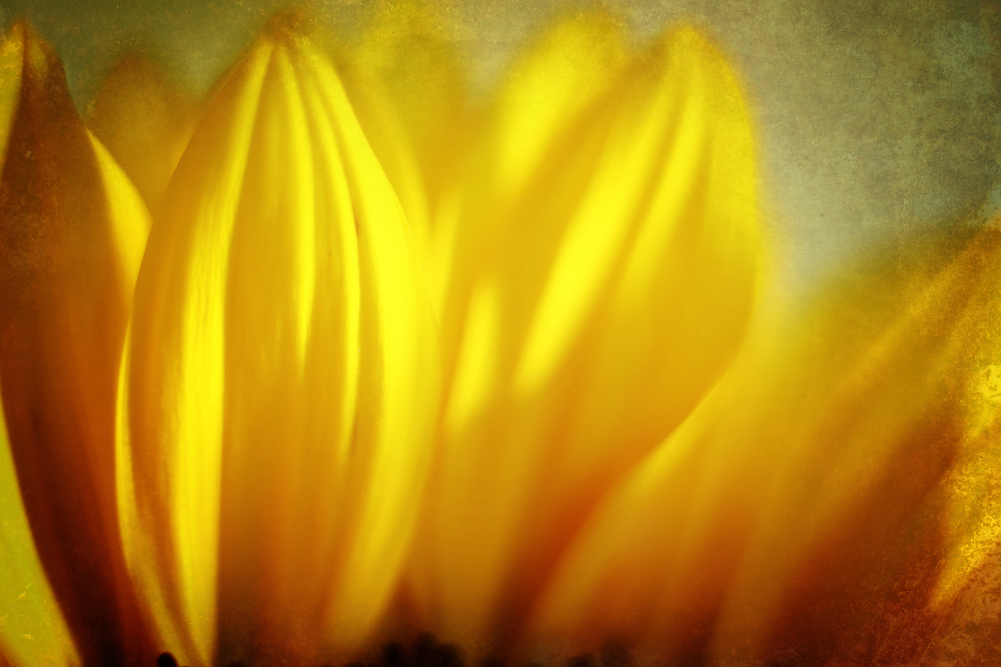 Canon EF 50mm F2.5 Macro sample photo. Brilliant rays of hope photography