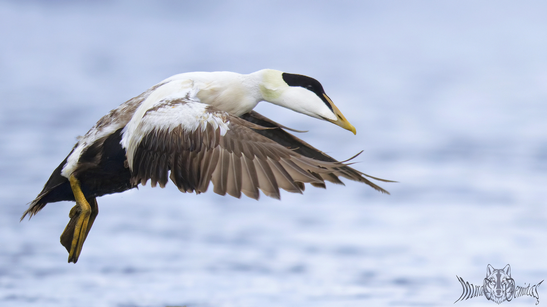 Canon EF 400mm F2.8L IS II USM sample photo. Guest eider photography