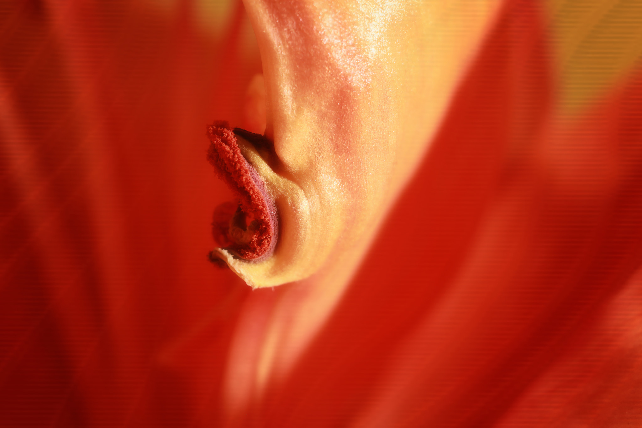 Canon EF 50mm F2.5 Macro sample photo. Discovering pain photography