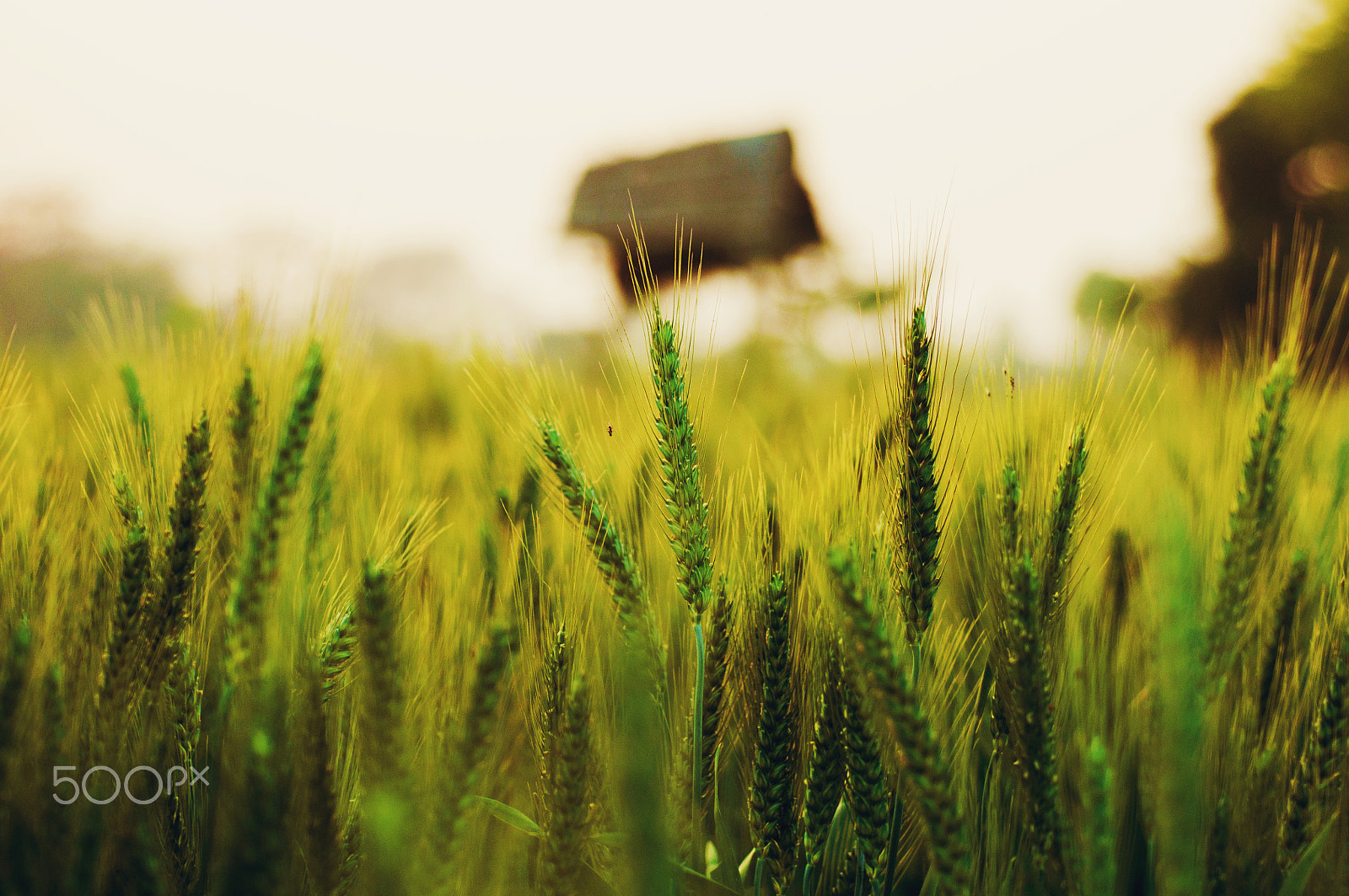 Nikon D90 + Nikon AF Micro-Nikkor 60mm F2.8D sample photo. Green wheat fields photography