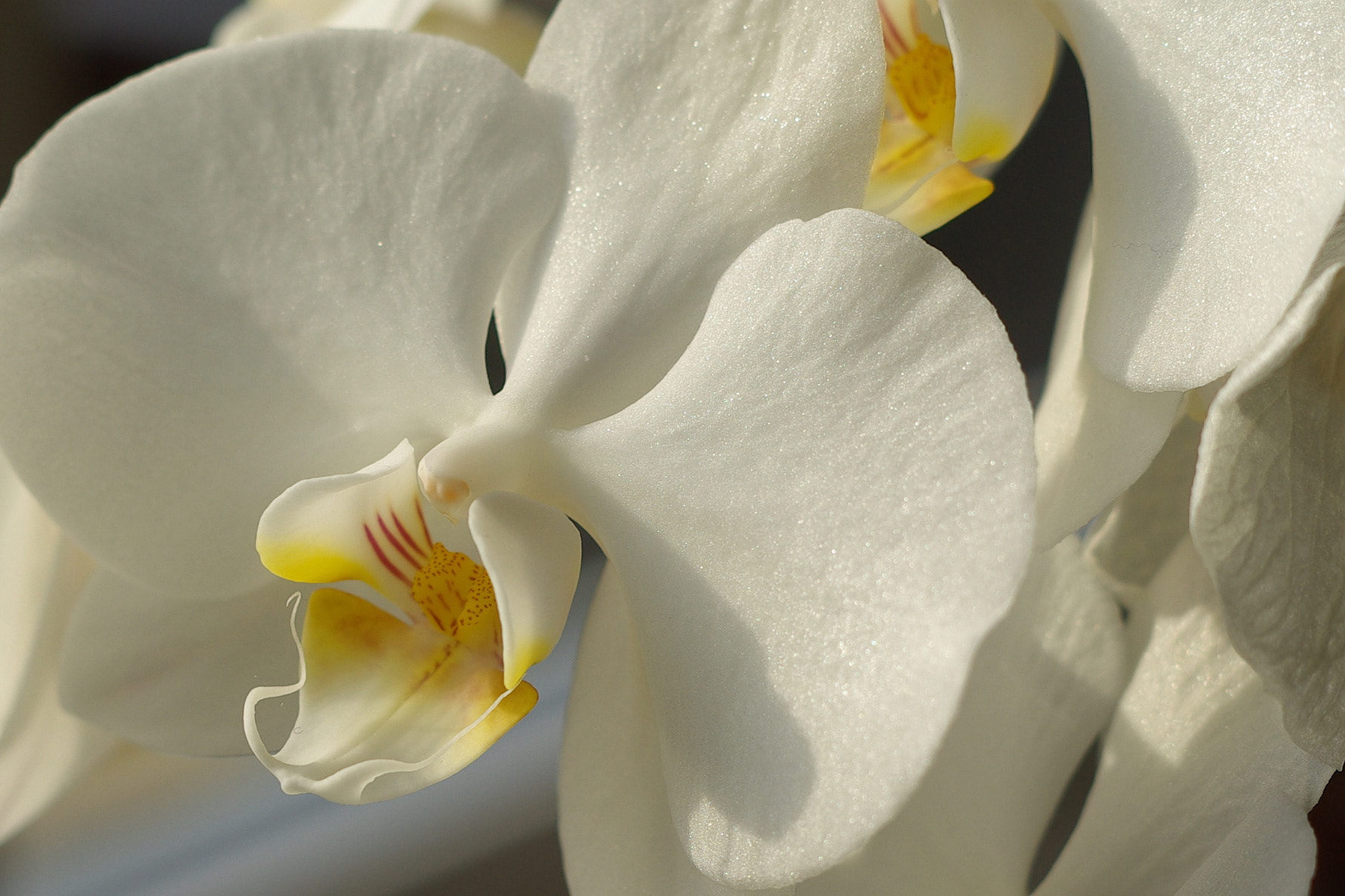 Samsung GX-10 + Pentax smc DA 50mm F1.8 sample photo. Butterfly orchid in winter sunlight photography