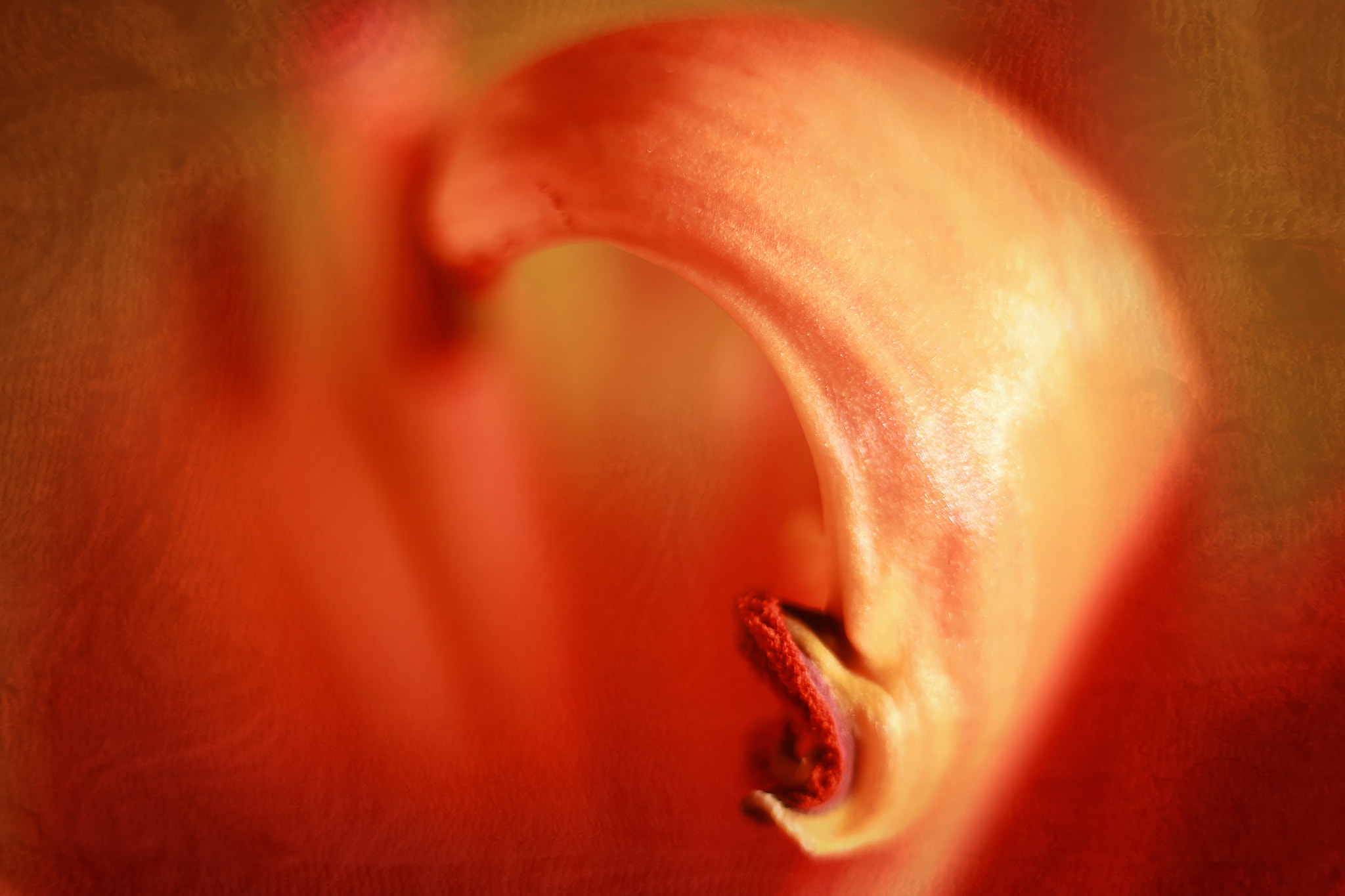 Canon EF 50mm F2.5 Macro sample photo. Releasing pain photography