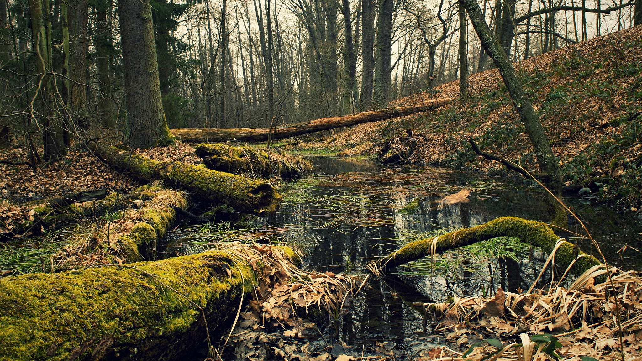 18.00 - 55.00 mm f/3.5 - 5.6 sample photo. Swamp photography