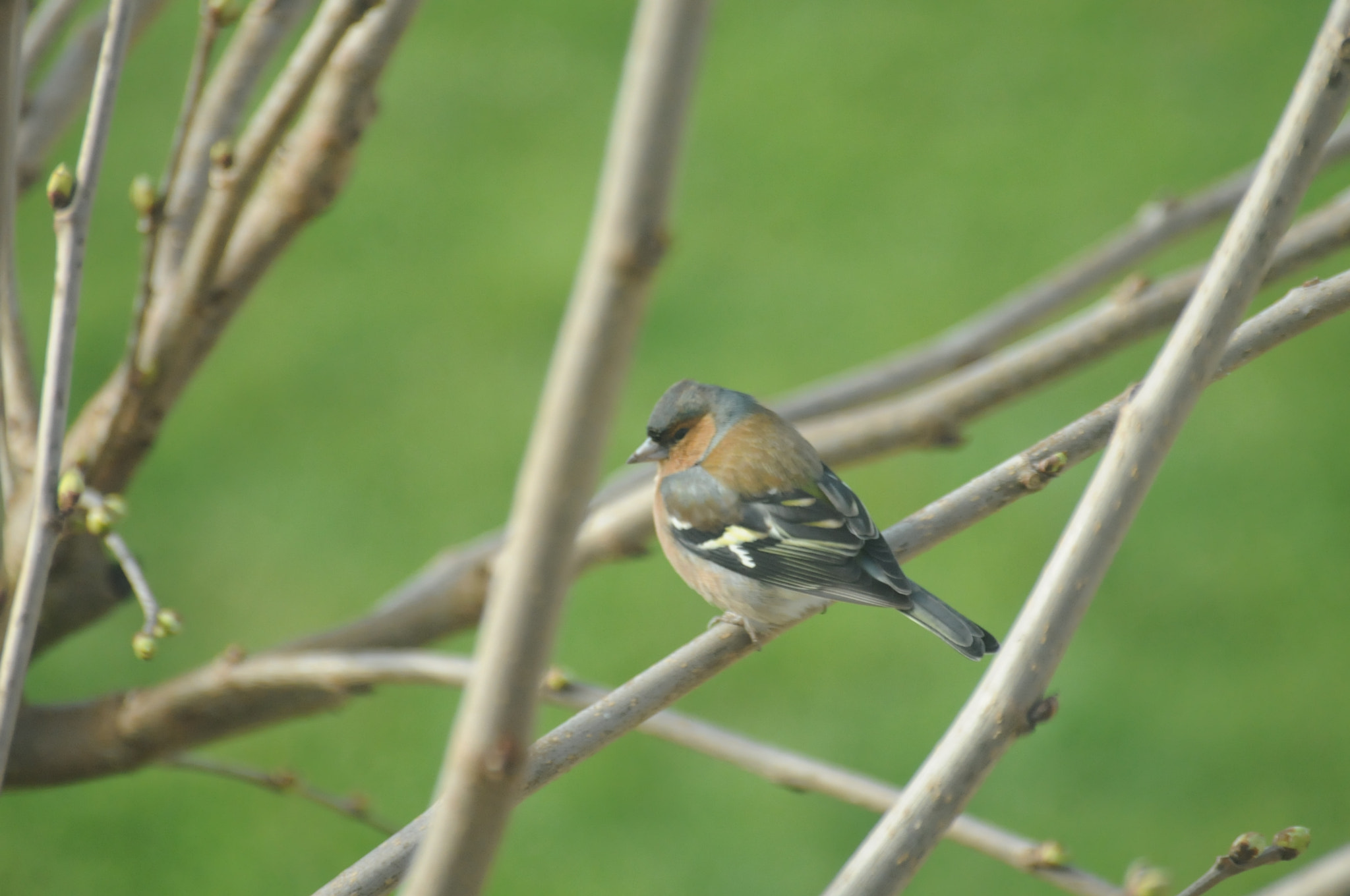 Nikon D300S + Sigma 70-300mm F4-5.6 DG Macro sample photo. Bird in south france photography