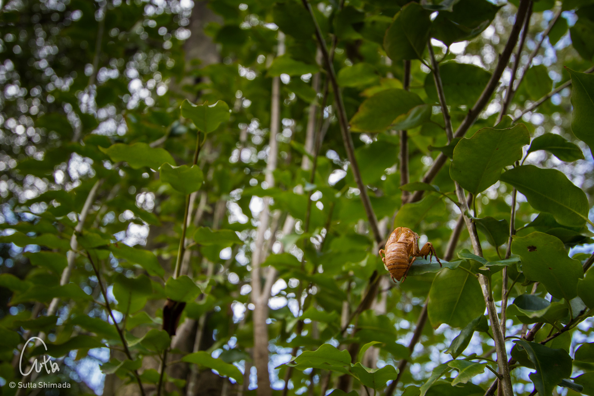 Canon EOS M3 sample photo. Cicada husk photography