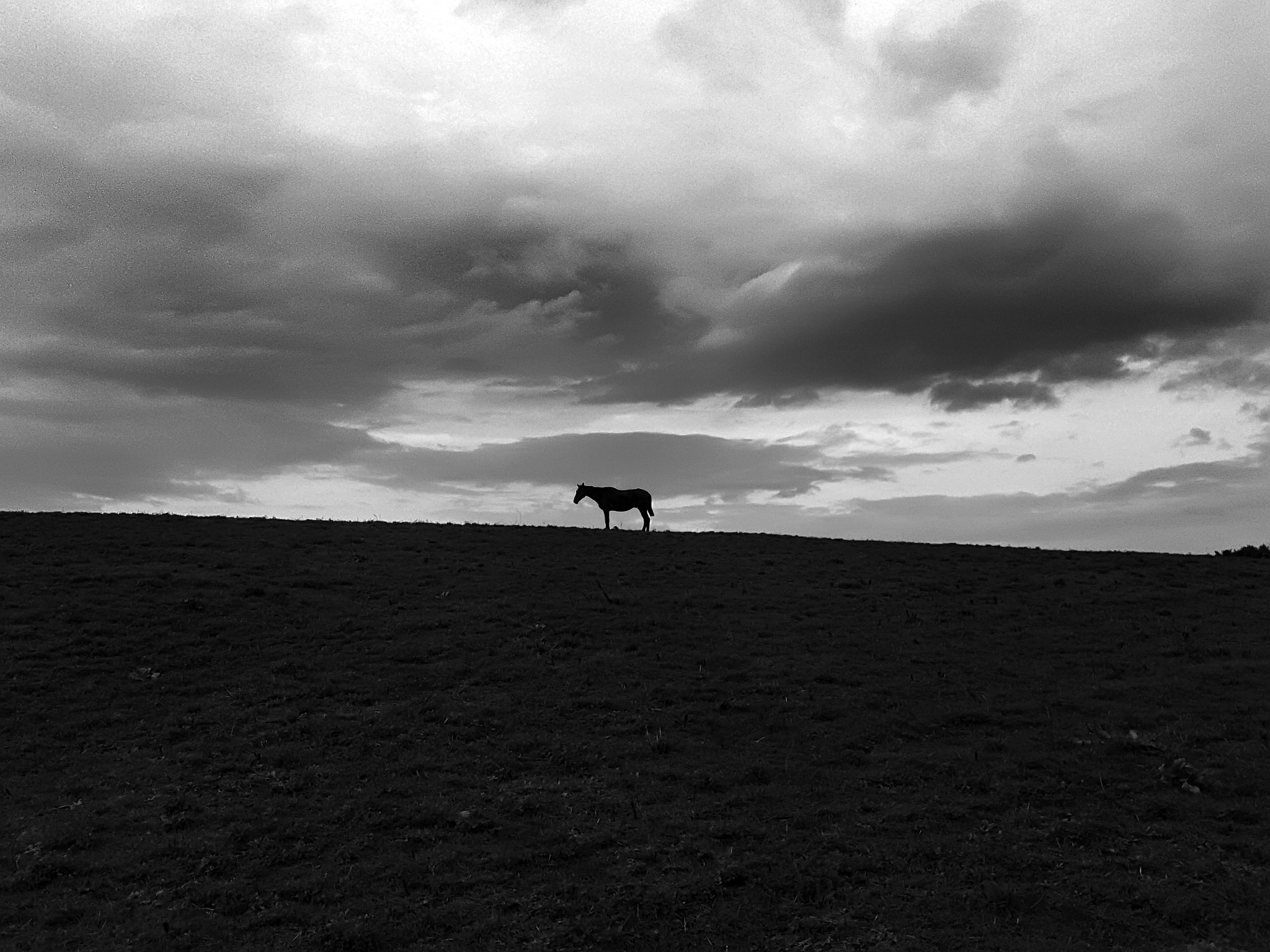 Samsung Galaxy S Advance sample photo. The lonely horse photography
