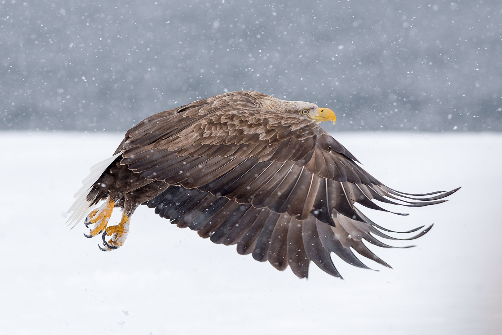 Nikon D800E + Nikon AF-S Nikkor 300mm F2.8G ED VR II sample photo. White tailed eagle over snow photography