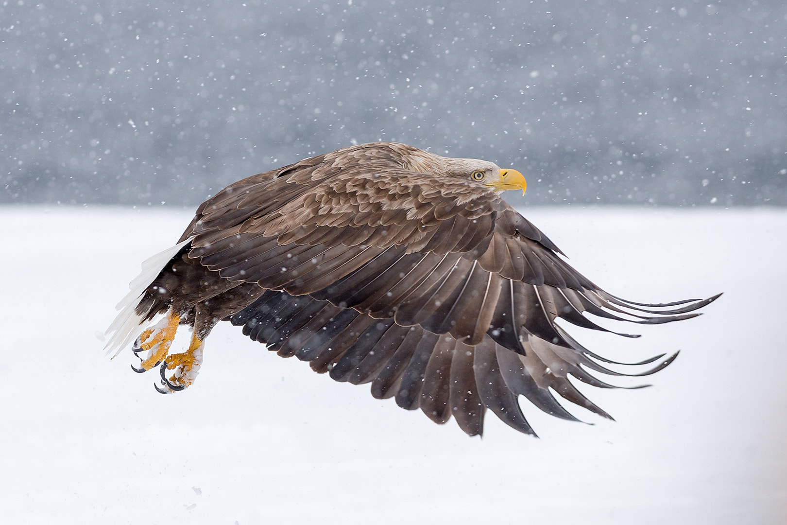Nikon AF-S Nikkor 300mm F2.8G ED VR II sample photo. White tailed eagle over snow photography