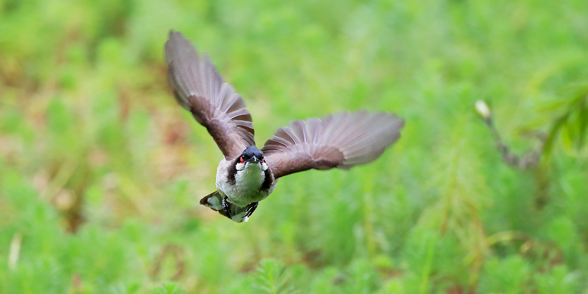 Canon EF 100-400mm F4.5-5.6L IS USM sample photo. Pycnonotus jocosus photography