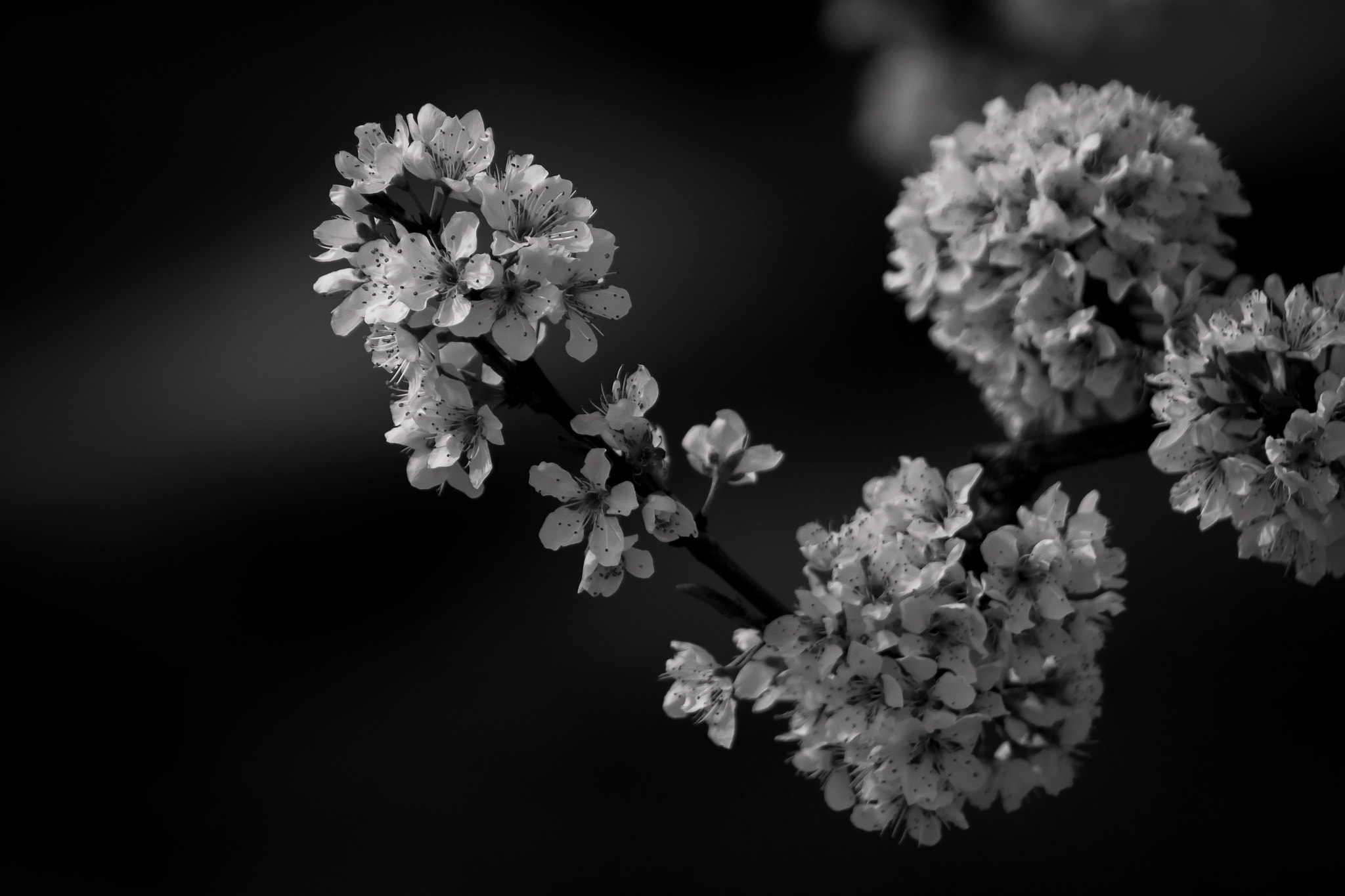 Canon EF 75-300mm f/4-5.6 USM sample photo. Blossoms of california photography