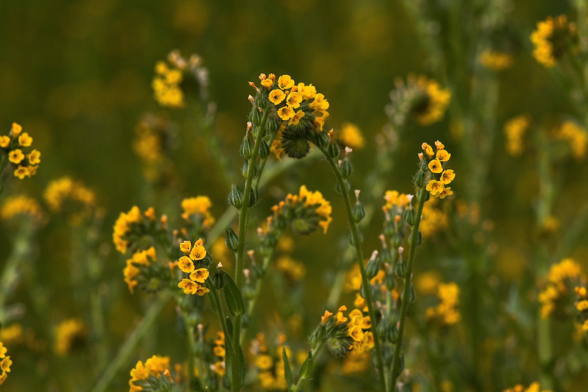 Canon EF 75-300mm f/4-5.6 USM sample photo. Blossoms of california photography