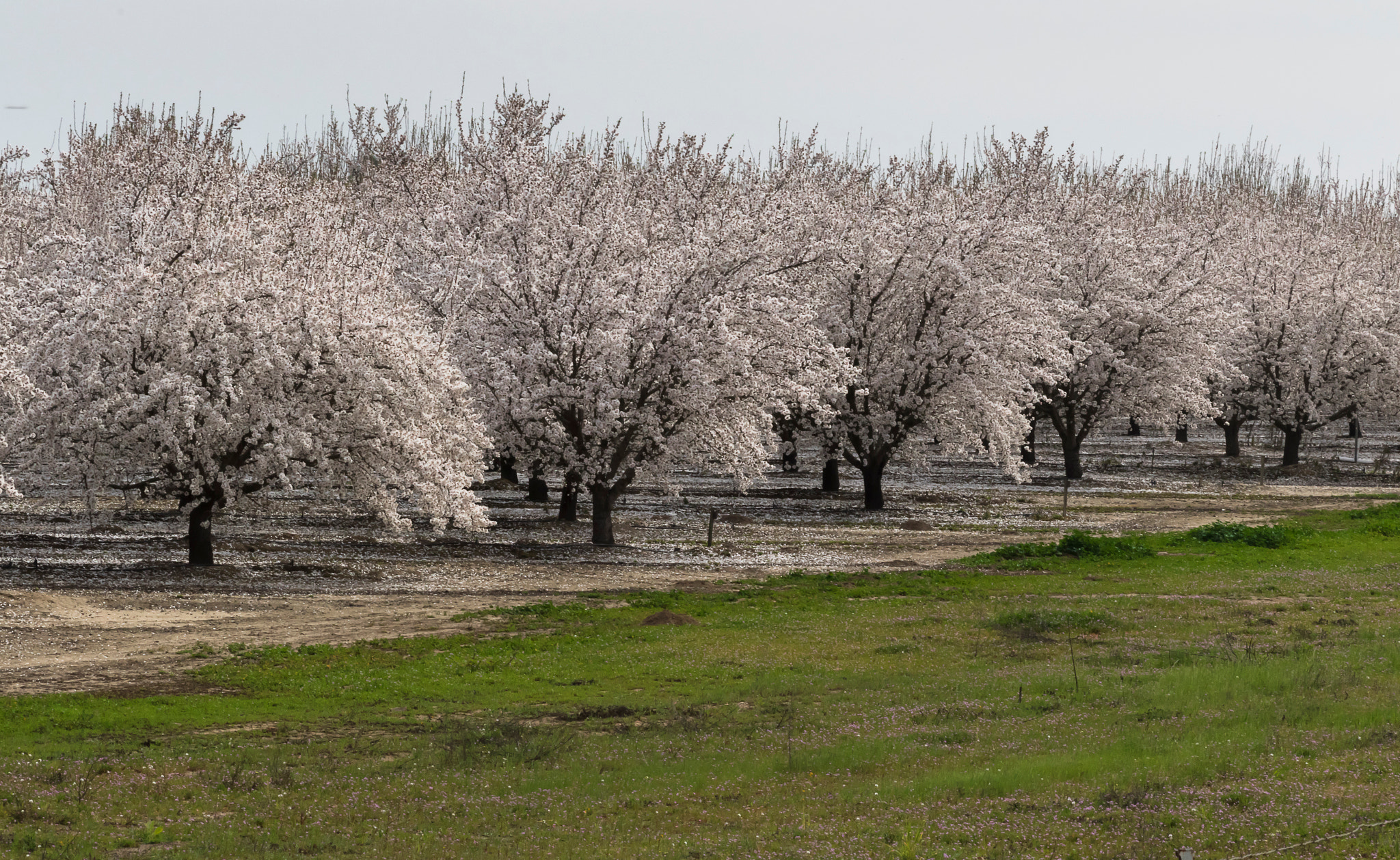 Canon EF 75-300mm f/4-5.6 USM sample photo. Blossoms of california photography