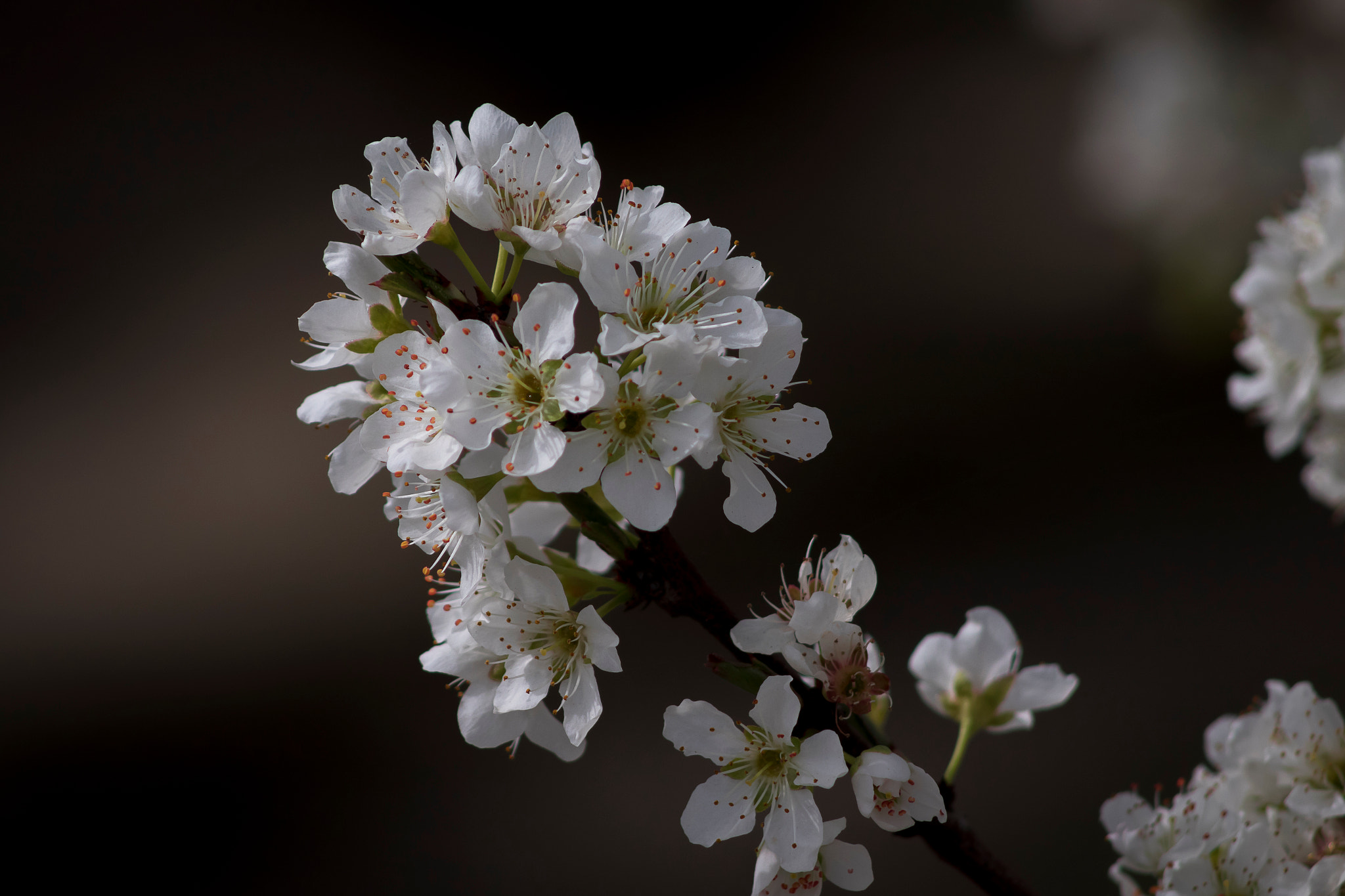 Canon EF 75-300mm f/4-5.6 USM sample photo. Blossoms of california photography