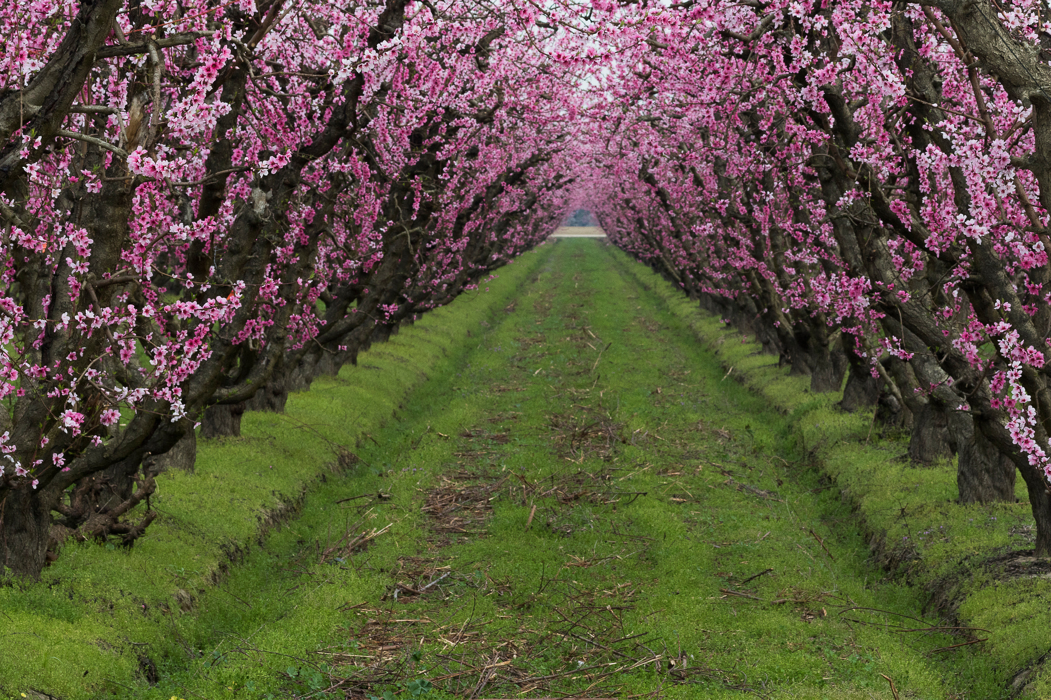 Canon EF 75-300mm f/4-5.6 USM sample photo. Blossoms of california photography