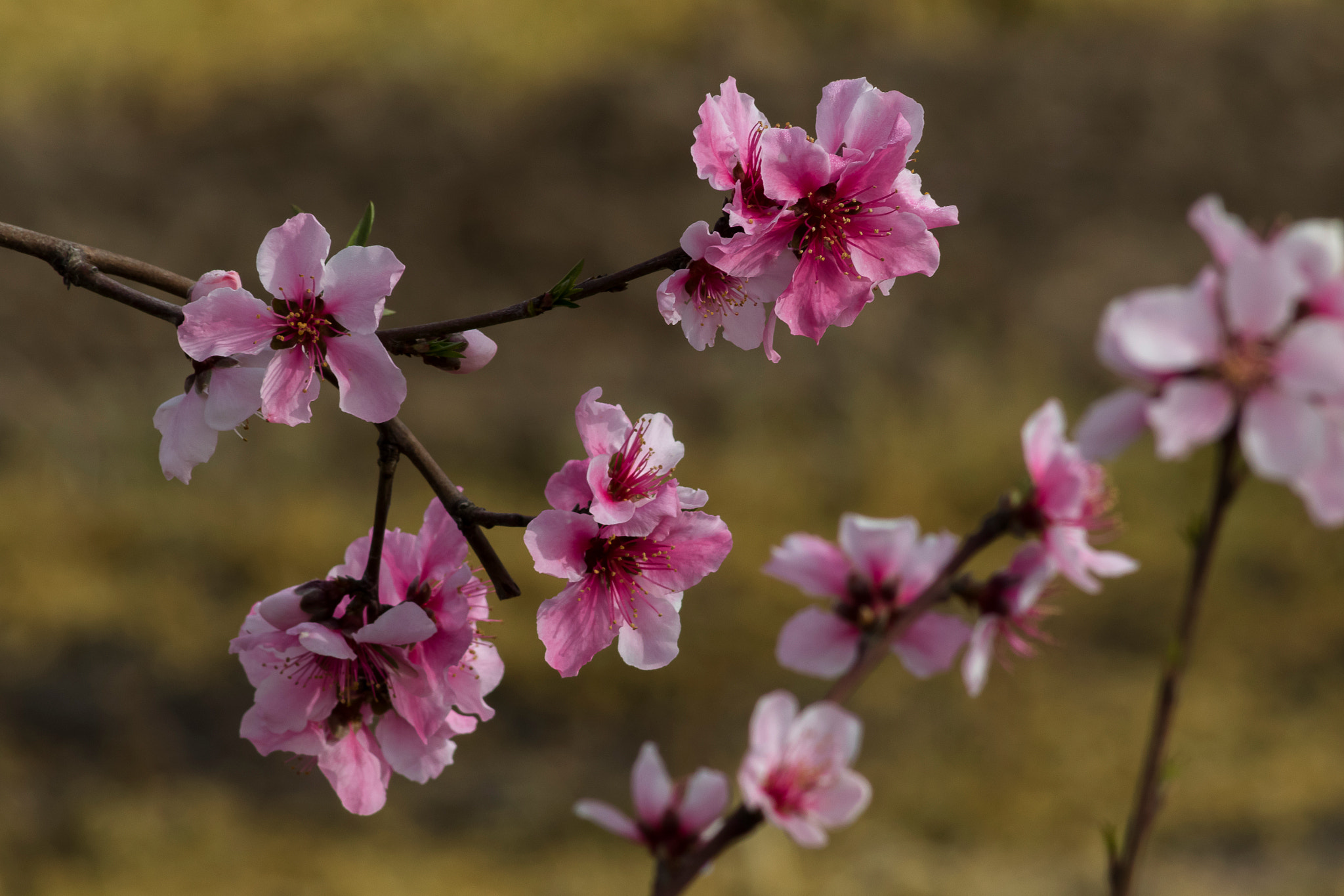 Canon EF 75-300mm f/4-5.6 USM sample photo. Blossoms of california photography