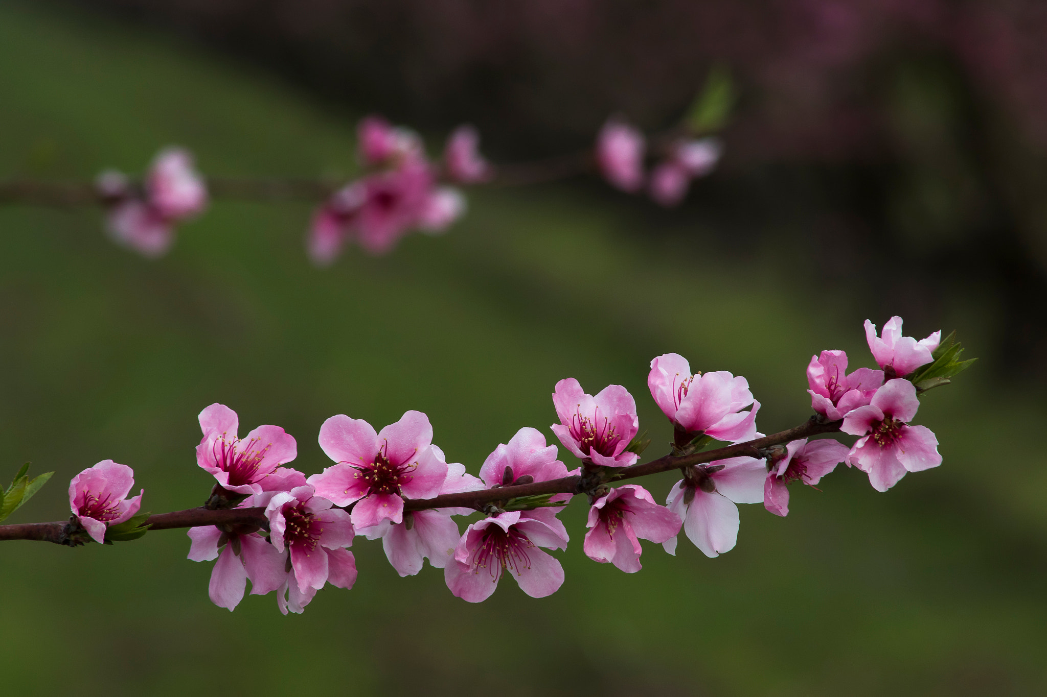 Canon EF 75-300mm f/4-5.6 USM sample photo. Blossoms of california photography