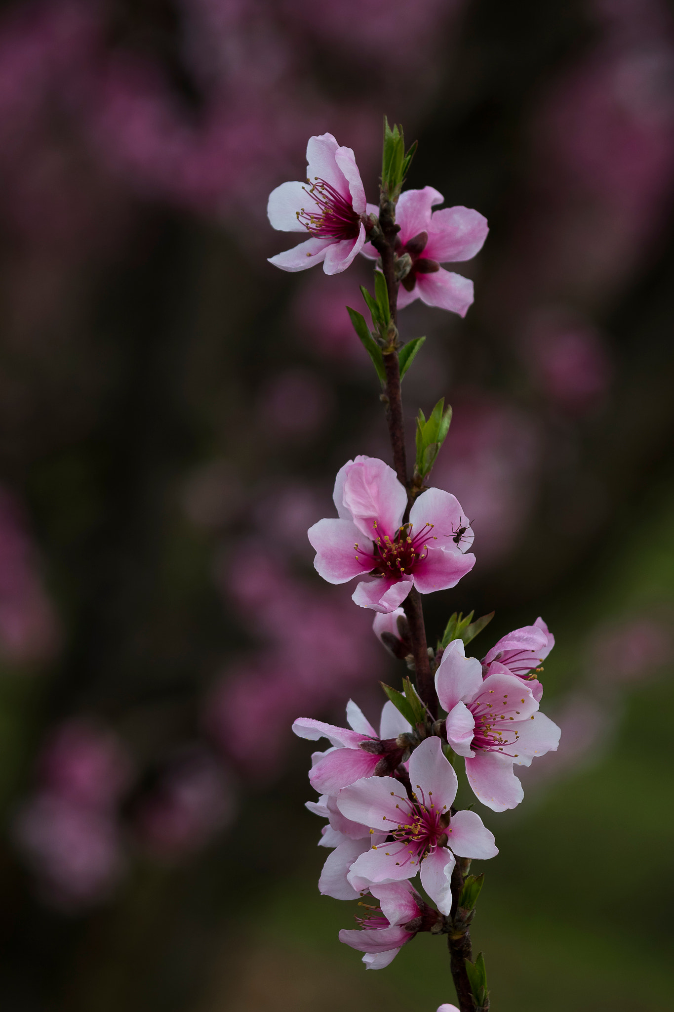 Canon EF 75-300mm f/4-5.6 USM sample photo. Blossoms of california photography