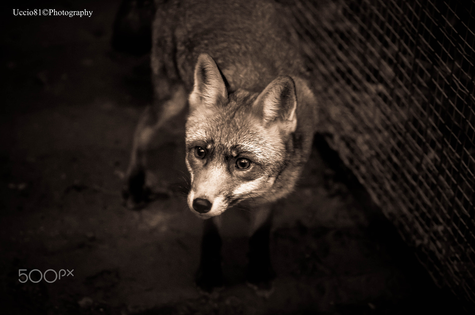 Sony Alpha DSLR-A580 sample photo. What does the fox says?? photography
