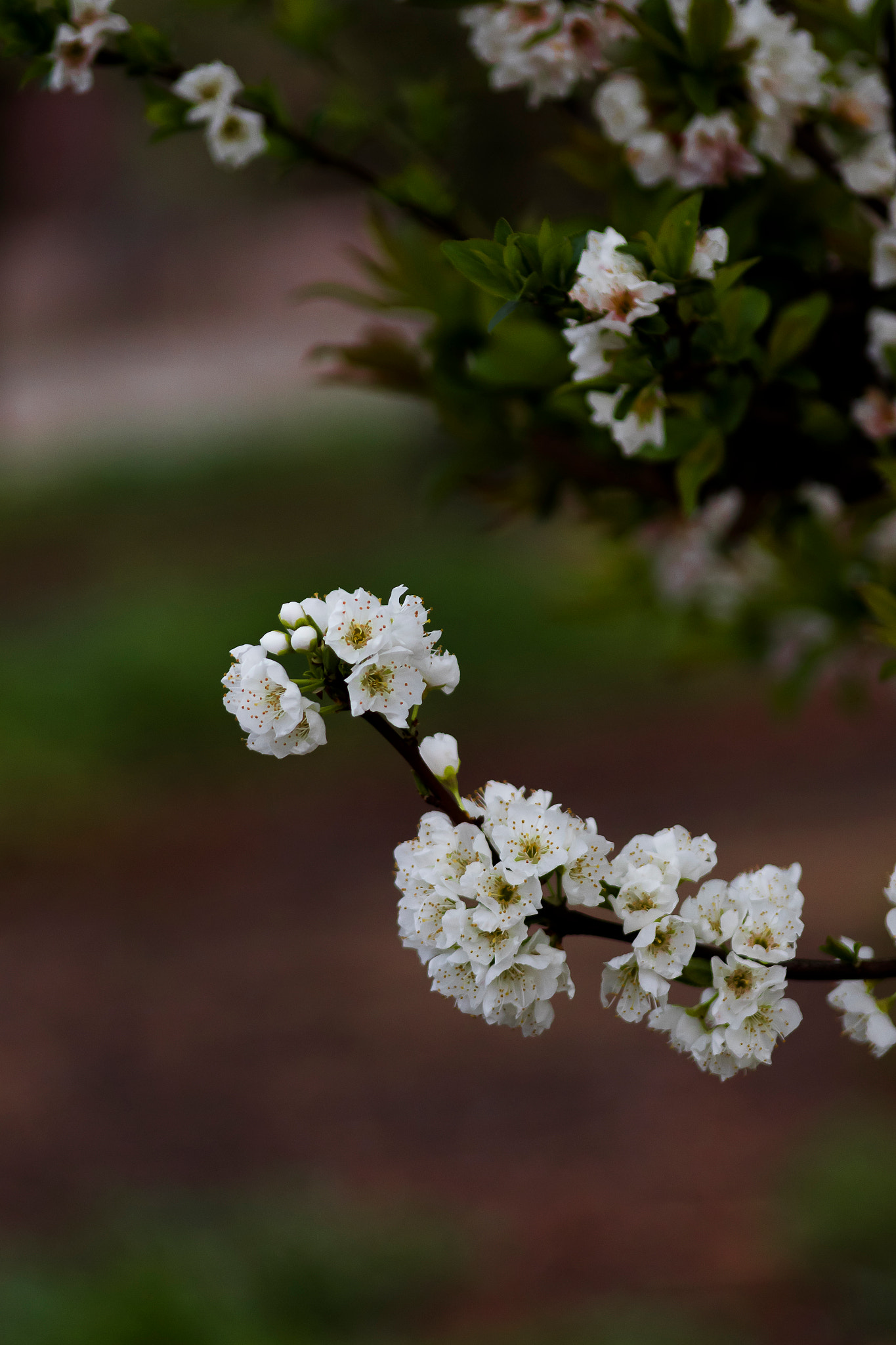 Canon EF 75-300mm f/4-5.6 USM sample photo. Blossoms of california photography