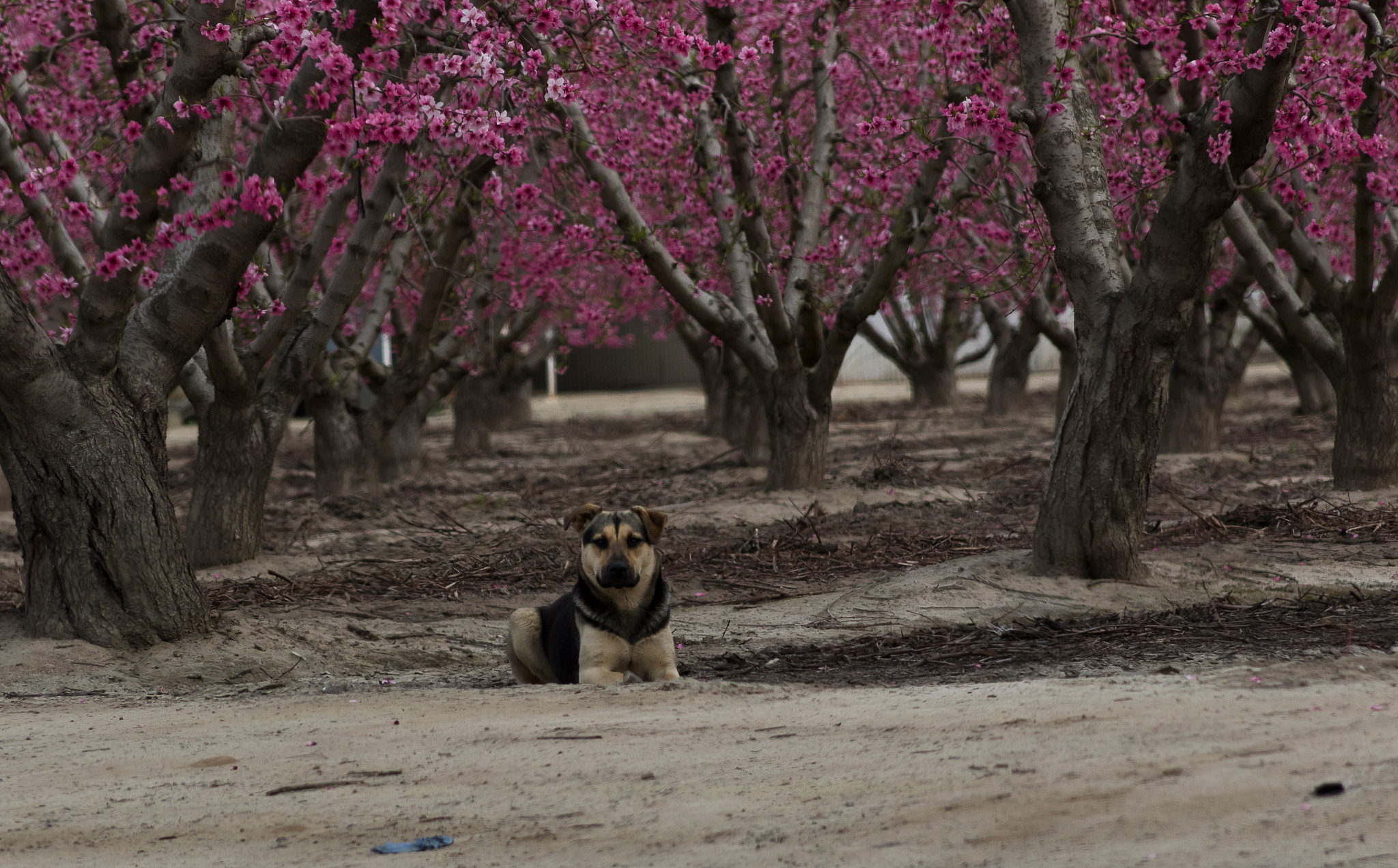 Canon EF 75-300mm f/4-5.6 USM sample photo. Blossoms of california photography