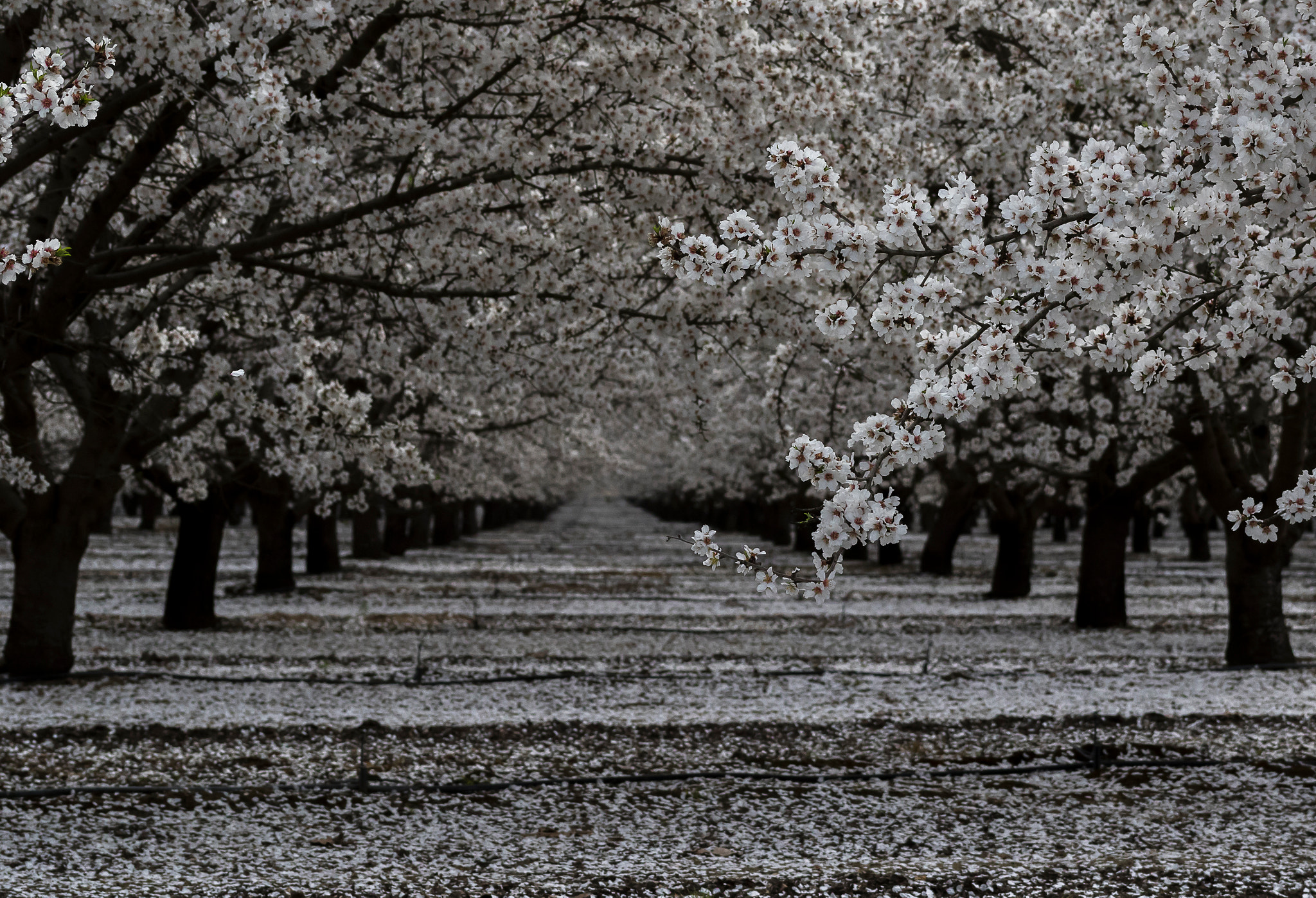 Canon EF 75-300mm f/4-5.6 USM sample photo. Blossoms of california photography