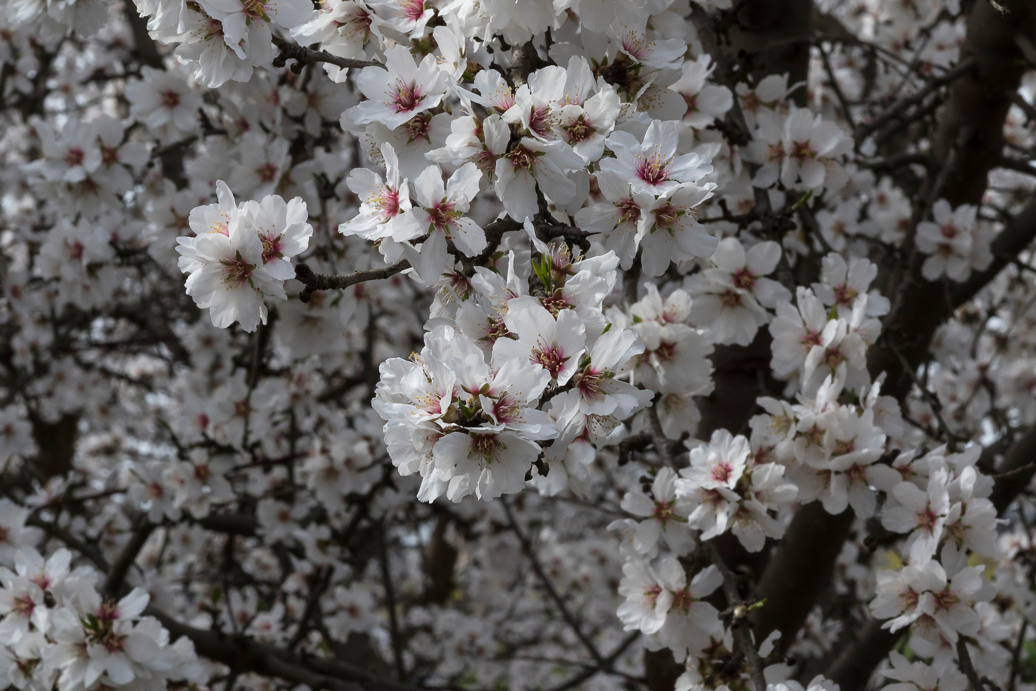 Canon EF 75-300mm f/4-5.6 USM sample photo. Blossoms of california photography