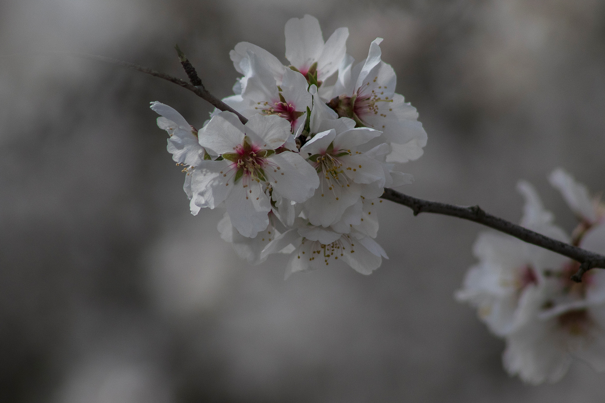 Canon EF 75-300mm f/4-5.6 USM sample photo. Blossoms of california photography