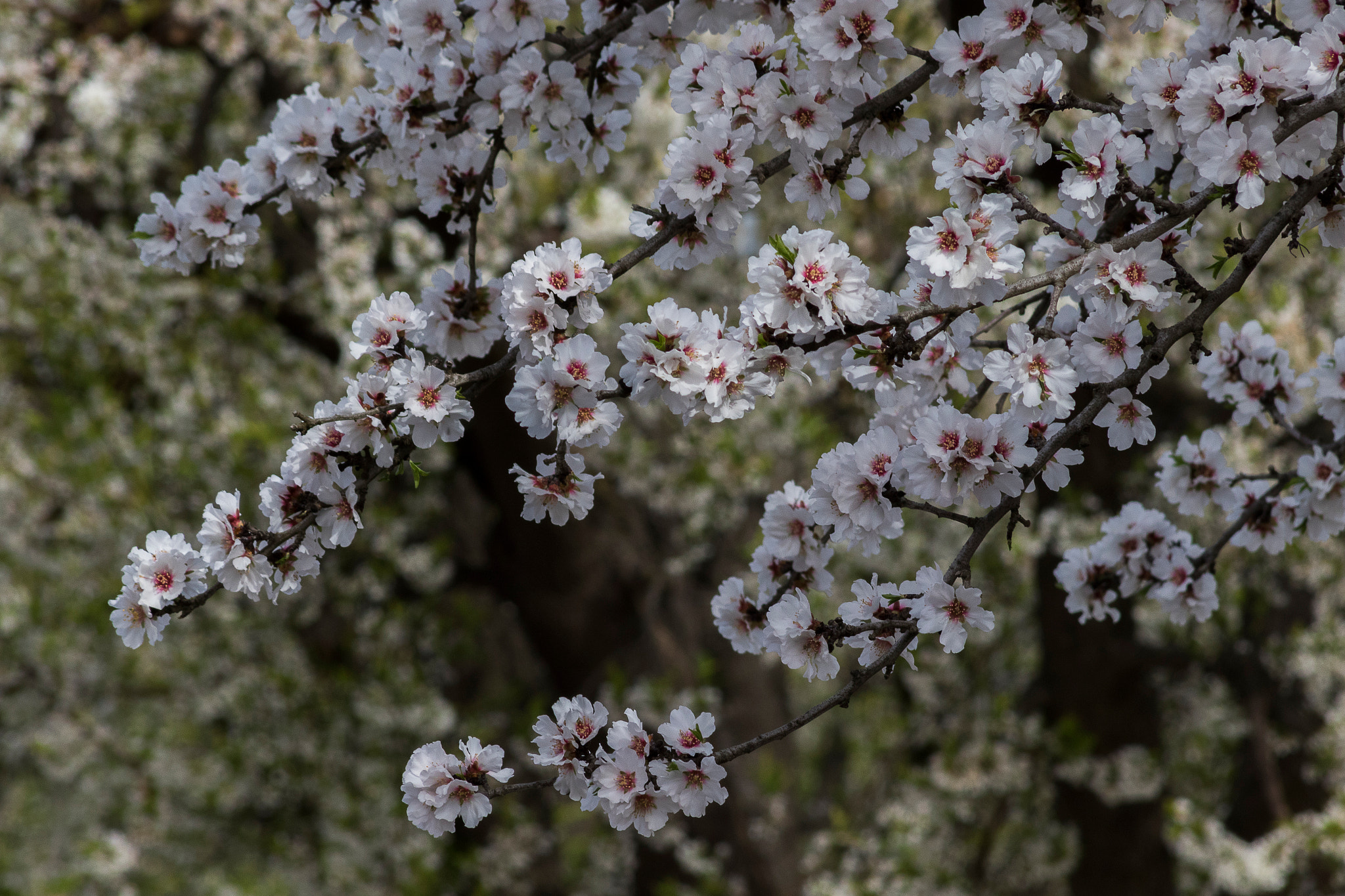 Canon EF 75-300mm f/4-5.6 USM sample photo. Blossoms of california photography