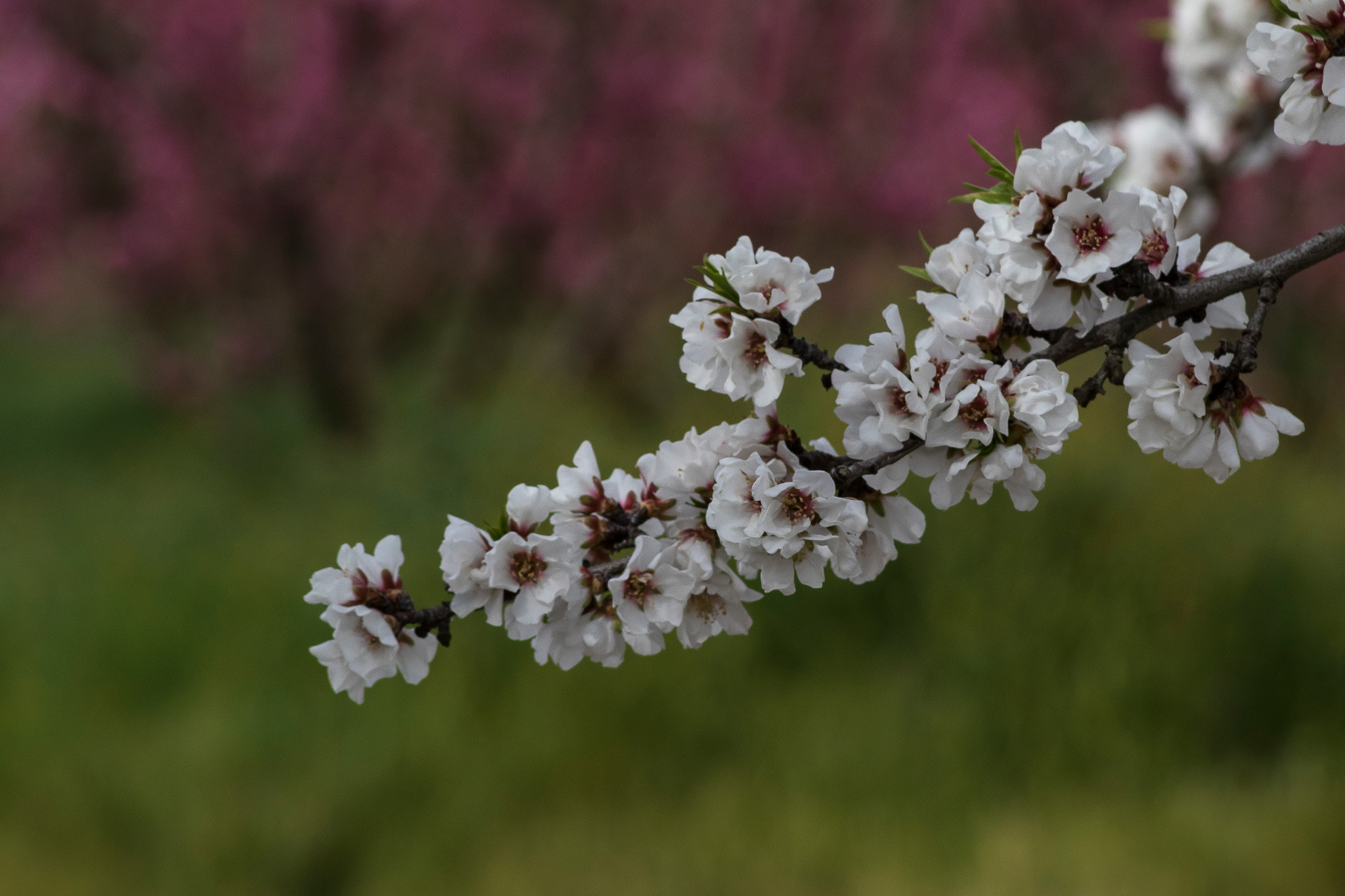 Canon EF 75-300mm f/4-5.6 USM sample photo. Blossoms of california photography