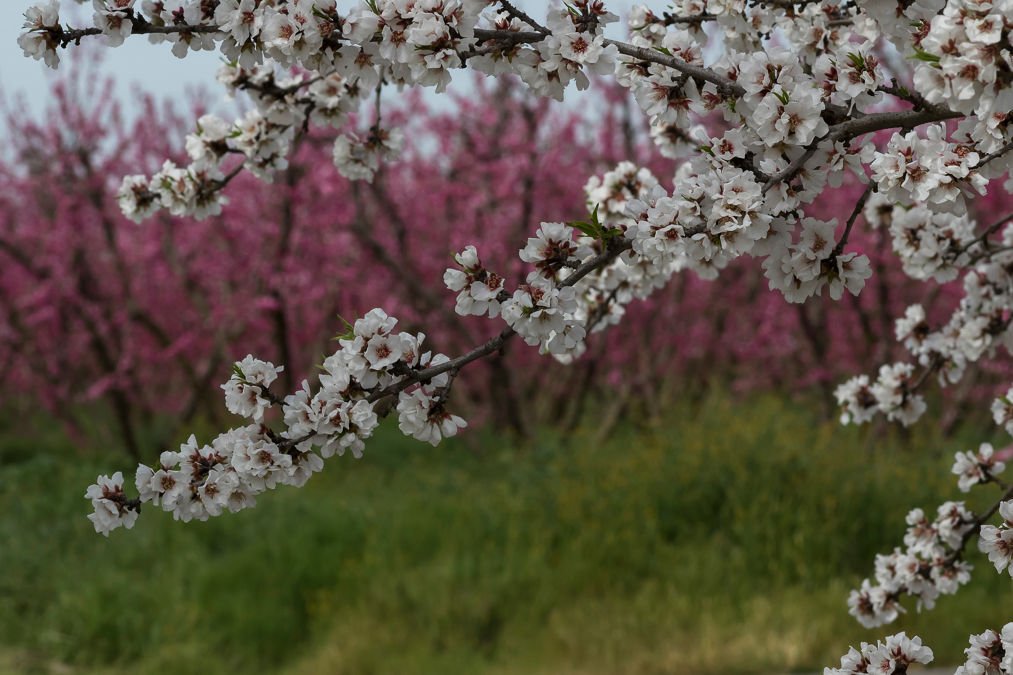 Canon EF 75-300mm f/4-5.6 USM sample photo. Blossoms of california photography
