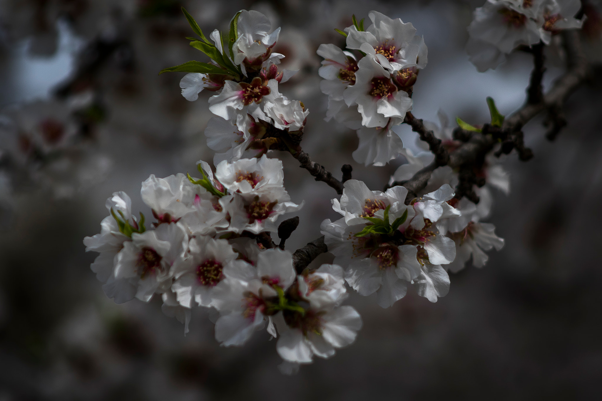 Canon EF 75-300mm f/4-5.6 USM sample photo. Blossoms of california photography