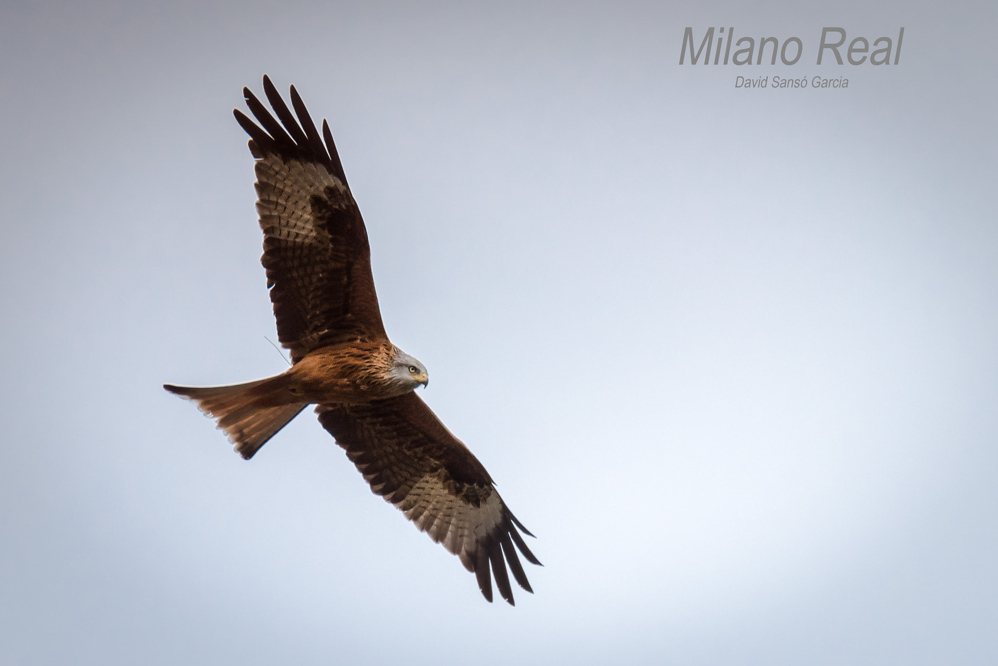 Sigma 50-500mm F4.5-6.3 DG OS HSM sample photo. Milano real photography