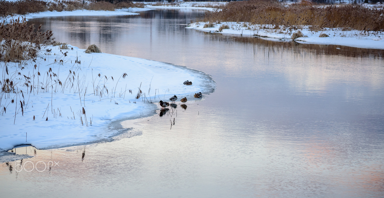 Nikon D750 + AF Zoom-Nikkor 35-105mm f/3.5-4.5 sample photo. Dsc_0259.jpg photography