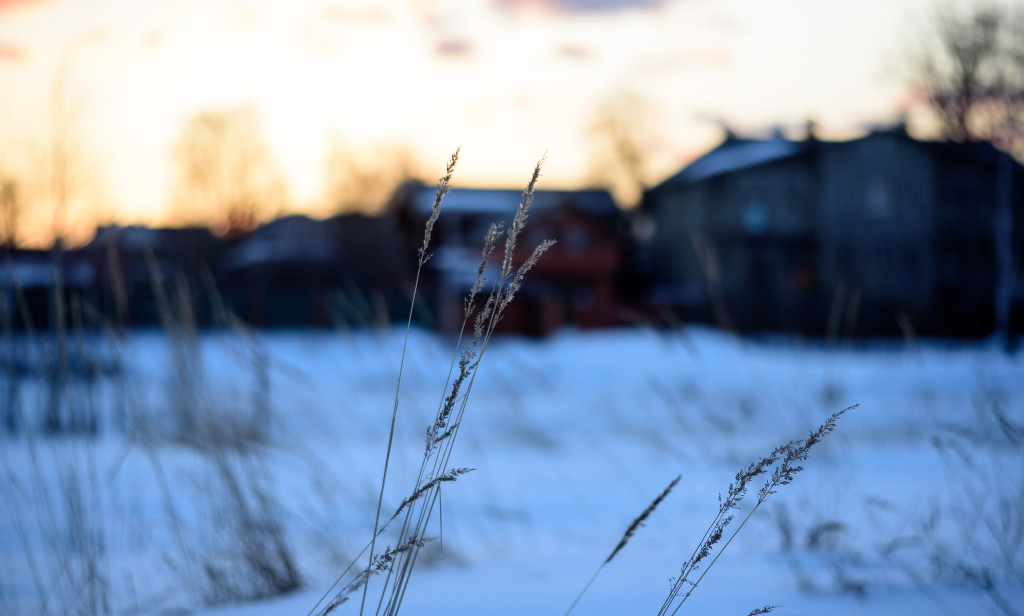 Nikon D750 + AF Zoom-Nikkor 35-105mm f/3.5-4.5 sample photo. Dsc_0279.jpg photography