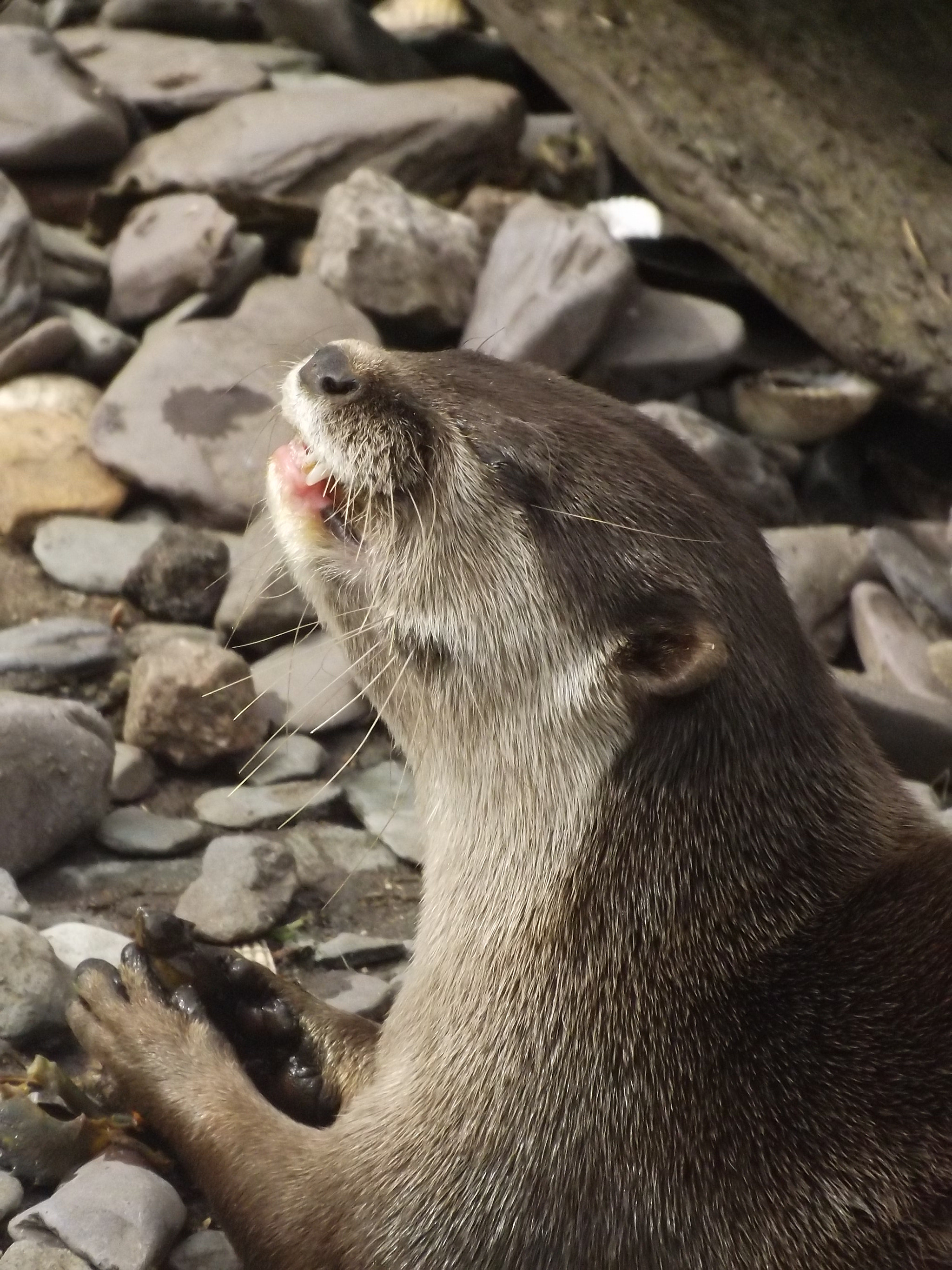 Fujifilm FinePix SL280 sample photo. The otter eats his prey alive yumy!!! photography