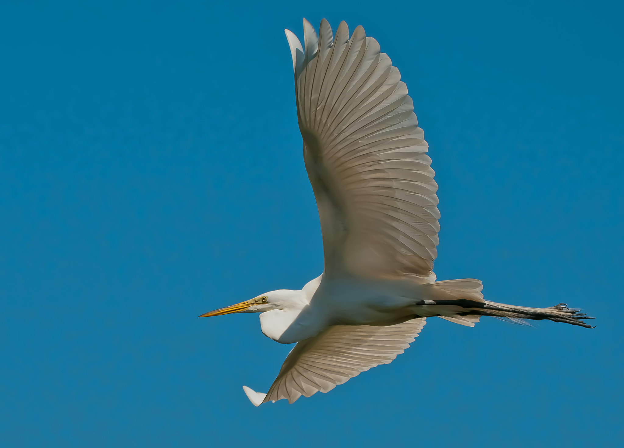 Sigma 50-500mm F4.5-6.3 DG OS HSM sample photo. Fly by photography