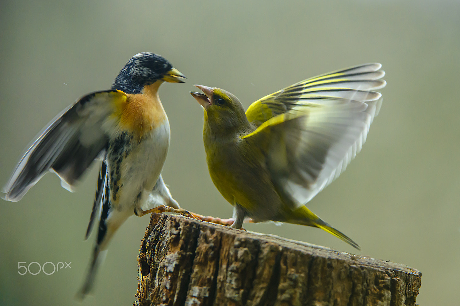 Nikon AF-S Nikkor 200-400mm F4G ED-IF VR sample photo. Verdier/pinson du nord photography