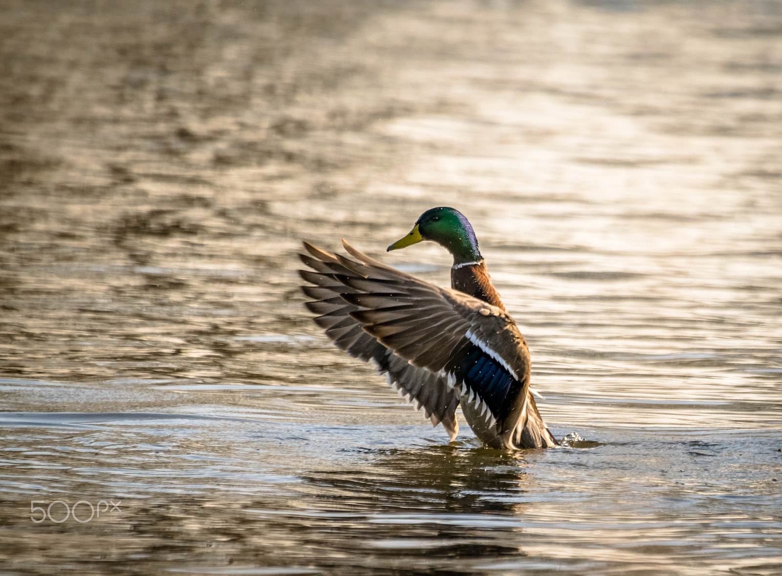 Sigma 50-500mm F4.5-6.3 DG OS HSM sample photo. Drake photography