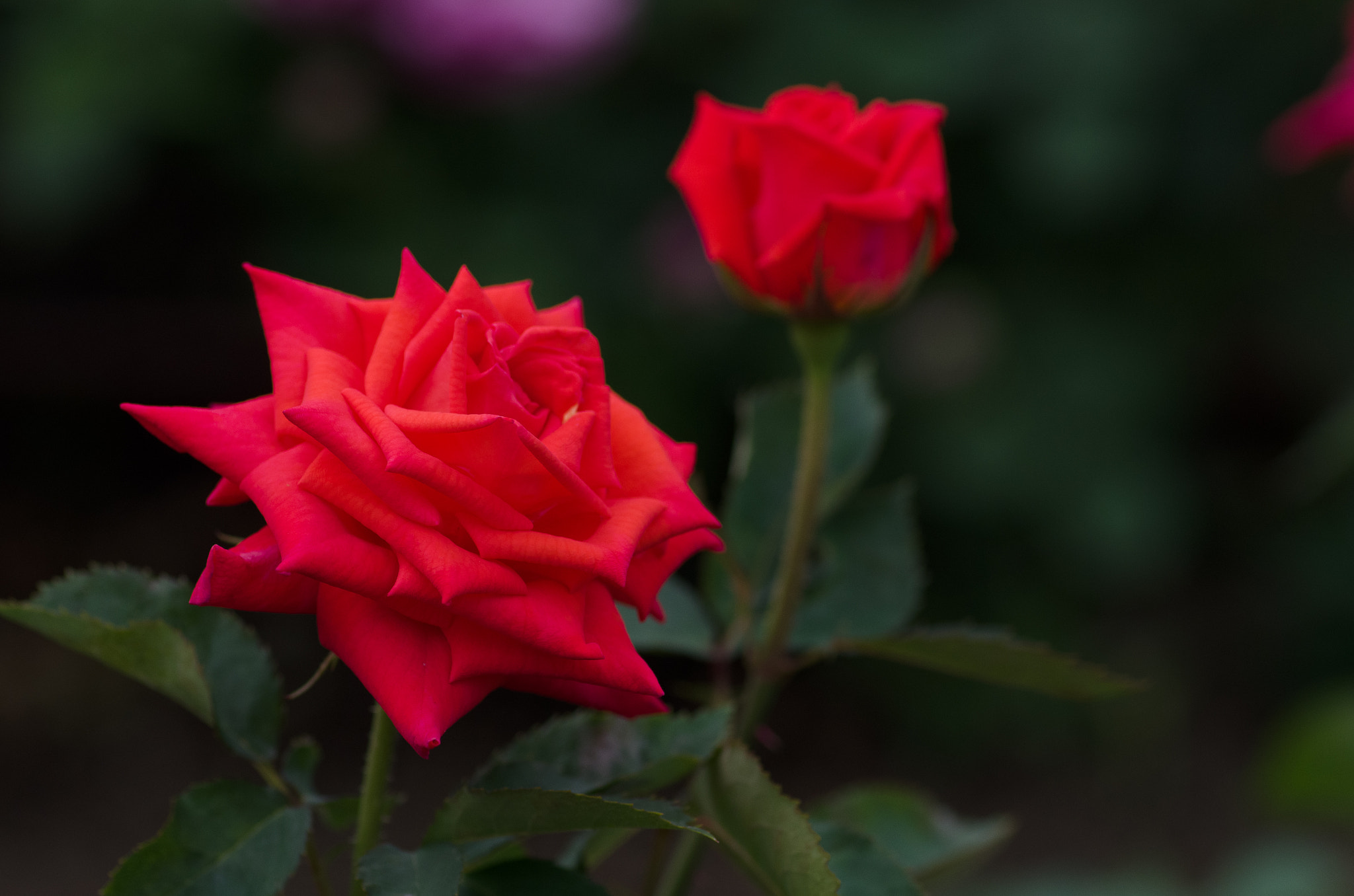 Pentax smc D-FA 100mm F2.8 Macro WR sample photo. Rose photography