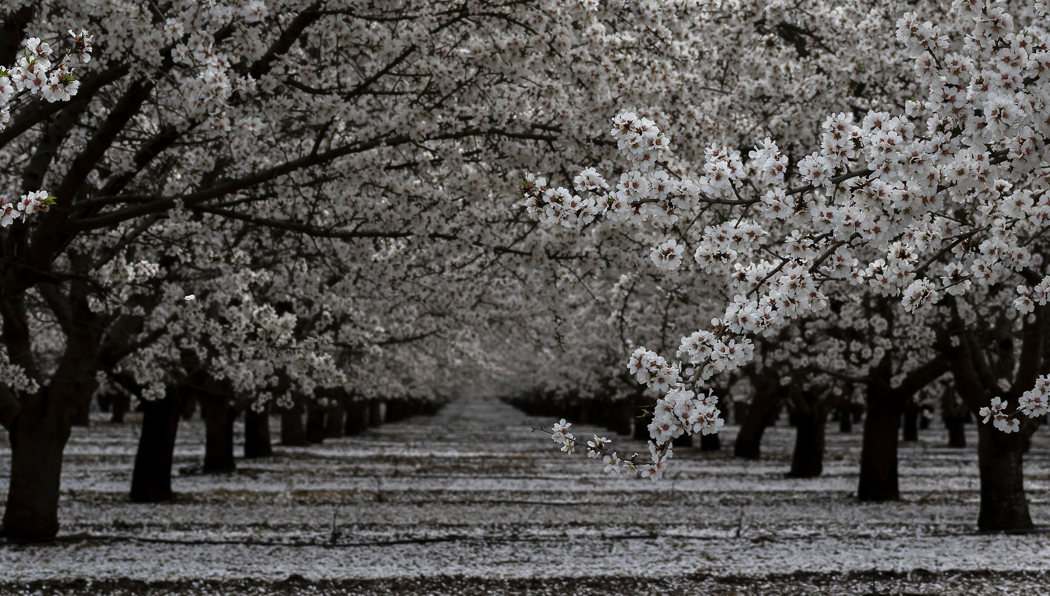Canon EF 75-300mm f/4-5.6 USM sample photo. California blossoms-2.jpg photography