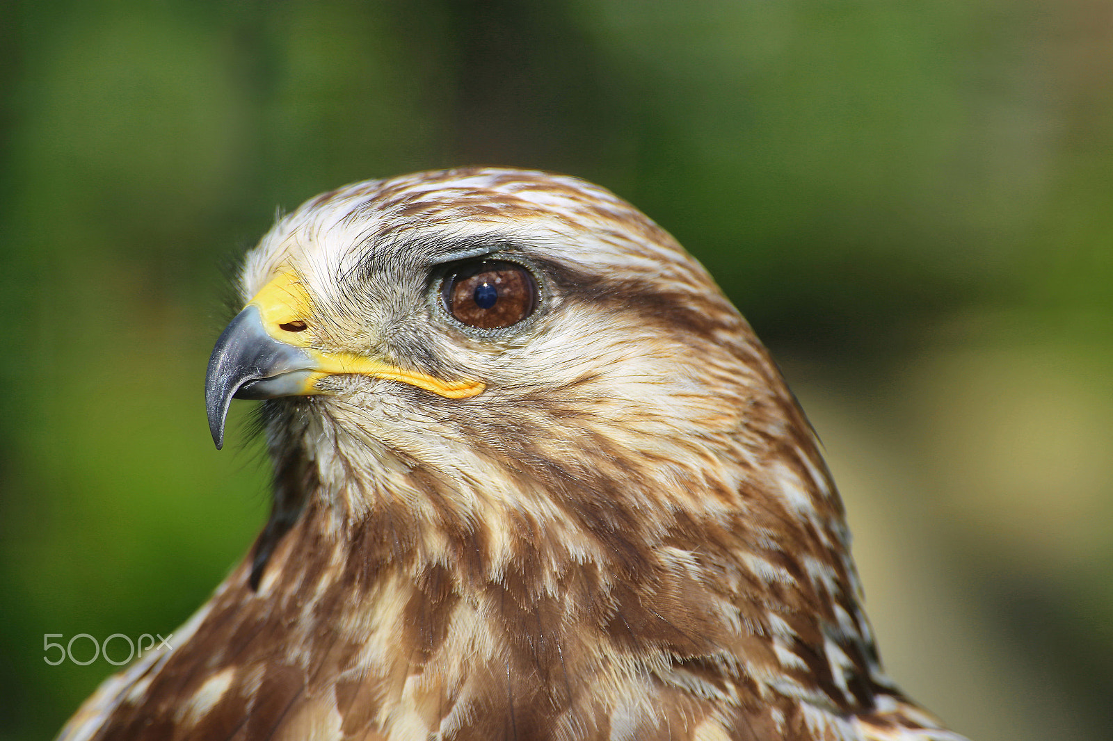 Sigma 70-300mm F4-5.6 APO DG Macro sample photo. Hawk_accipitrinae photography