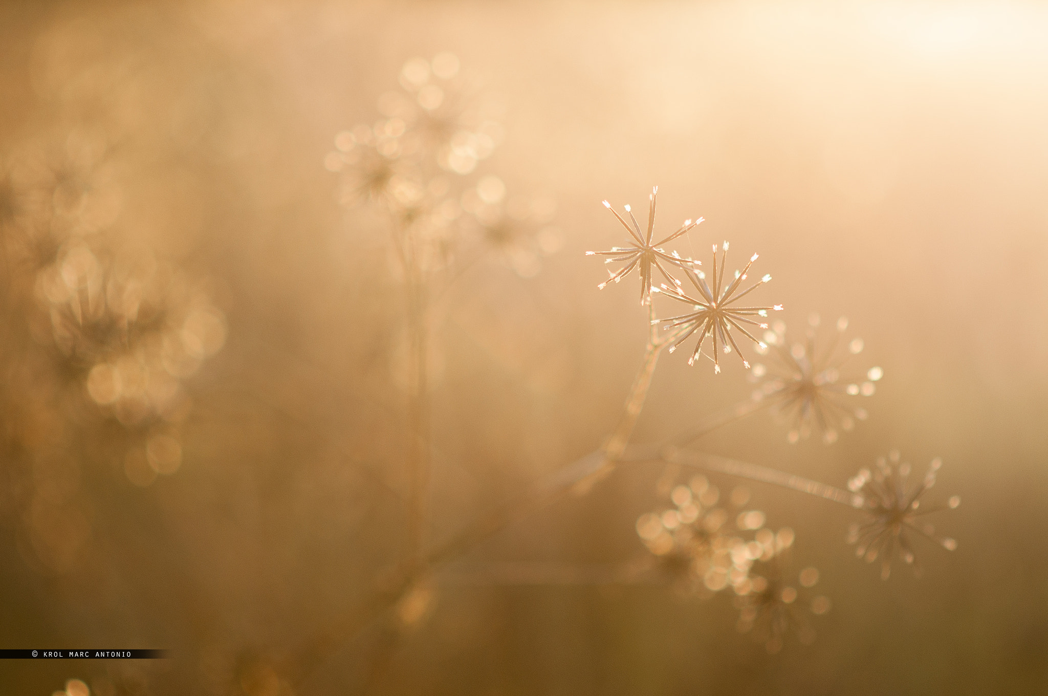 Nikon D5000 + Nikon AF-S Nikkor 85mm F1.8G sample photo. Little stars photography
