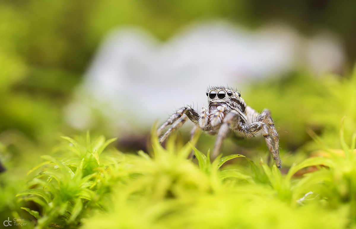 Canon MP-E 65mm F2.5 1-5x Macro Photo sample photo. Whtie photography