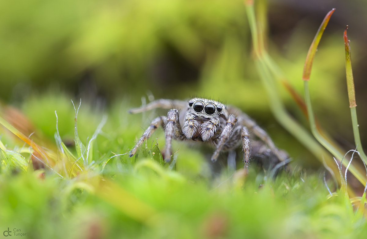 Canon MP-E 65mm F2.5 1-5x Macro Photo sample photo. O00o photography