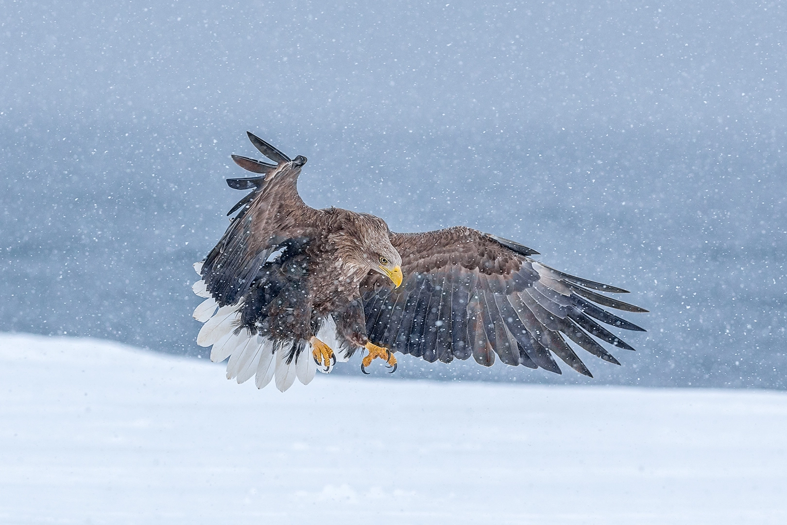 Nikon D800E + Nikon AF-S Nikkor 300mm F2.8G ED VR II sample photo. White tailed eagle landing in snow photography