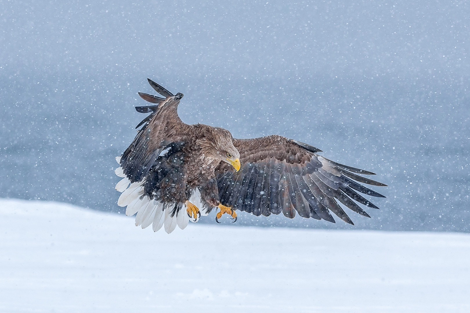 Nikon AF-S Nikkor 300mm F2.8G ED VR II sample photo. White tailed eagle landing in snow photography